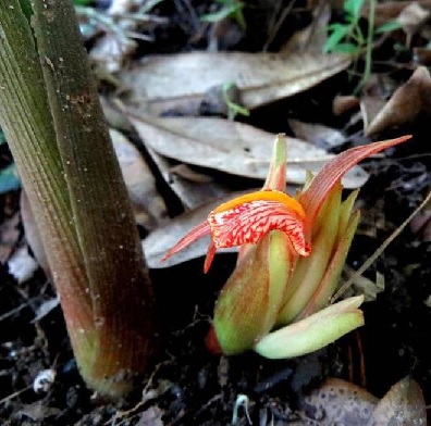 Two new species of ginger